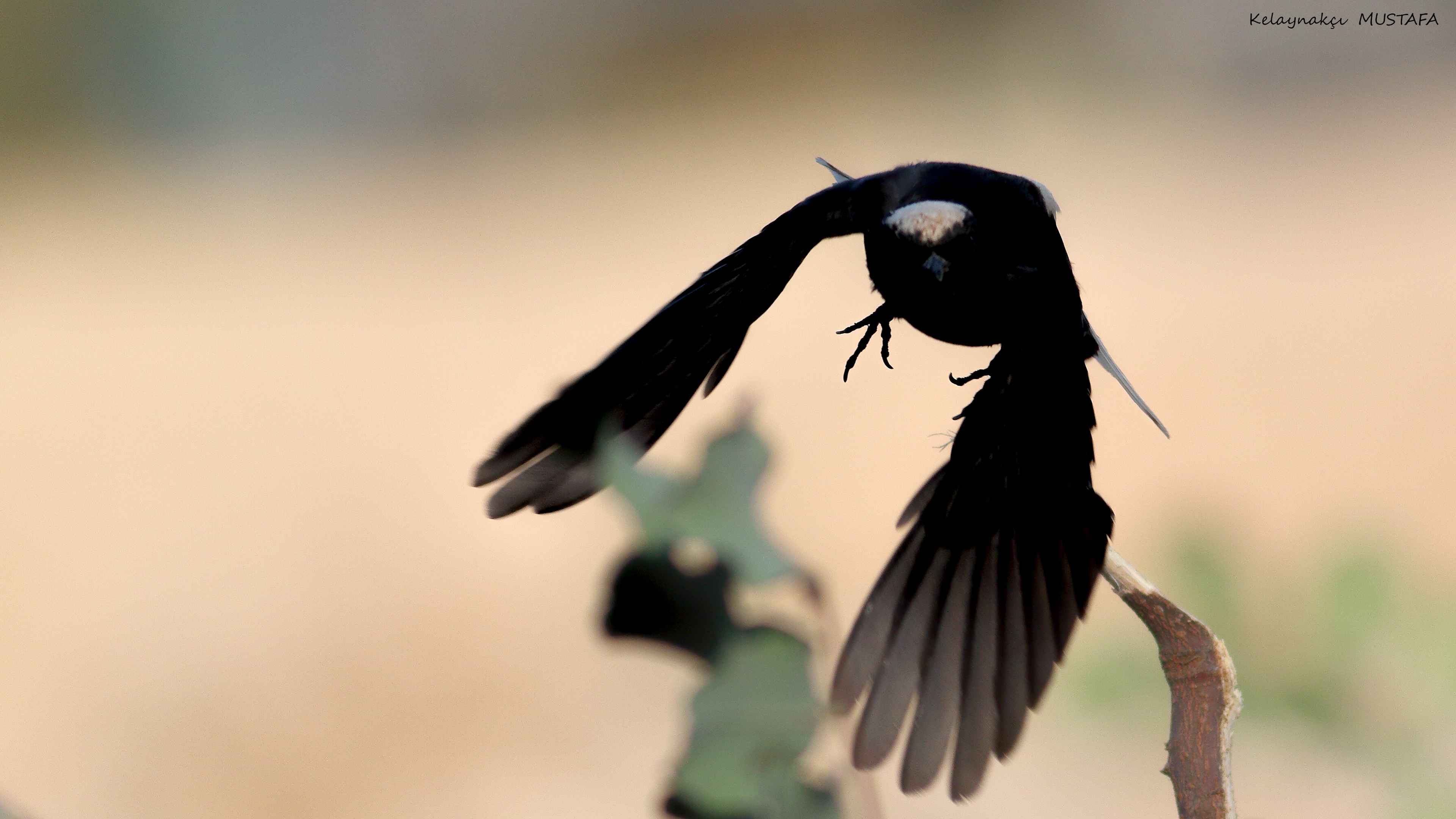 White-crowned Wheatear
